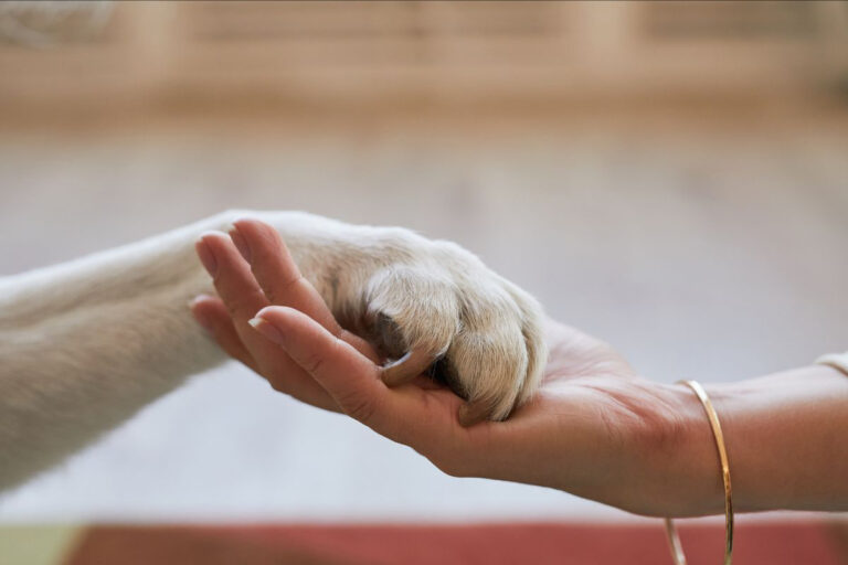 Pet Lovers: Τα πάντα για το κατοικίδιό σου και που θα τα βρεις στην Αθήνα